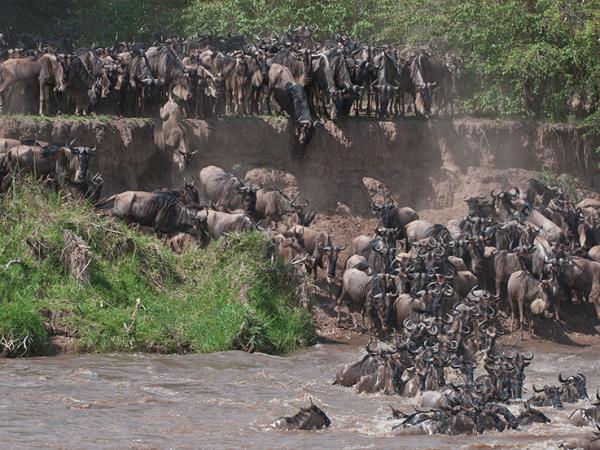 Tanzania safari and Great Migration holiday