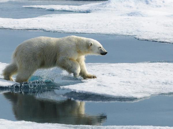Svalbard cruise holiday, Svalbard Odyssey