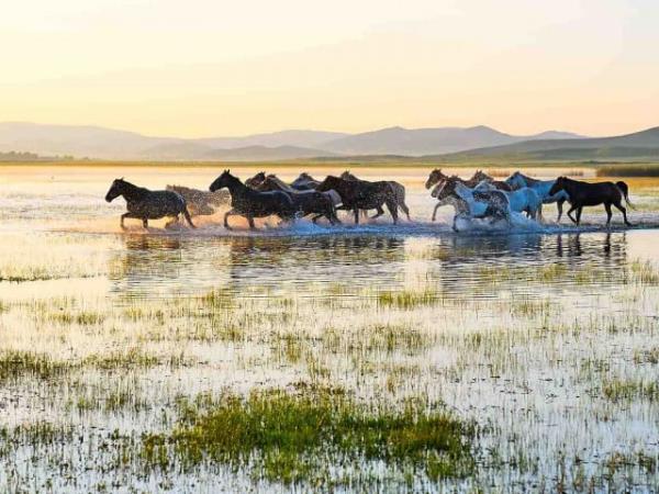 Horse trekking in Mongolia, tailor made