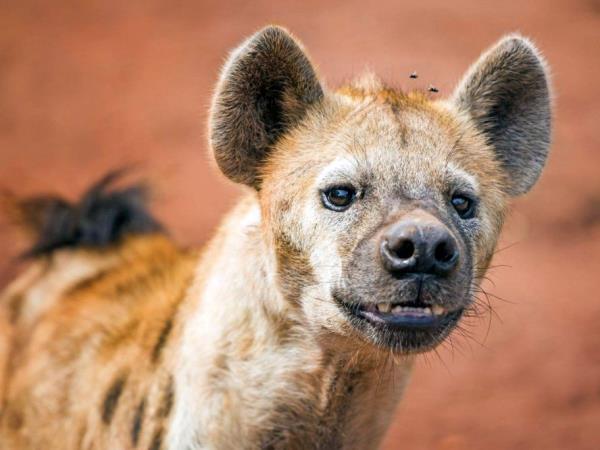 Wildlife sanctuary & rehabilitation centre, South Africa
