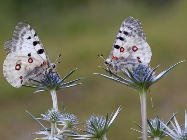 Butterflies and birds of the Spanish Pyrenees holiday