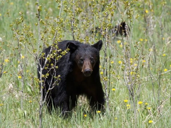 Wildlife holiday in Manitoba, Canada