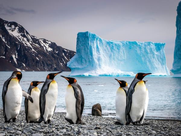 South Georgia & Antarctica cruises, 3 weeks