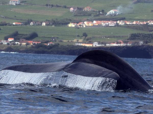 Azores holiday watching whales and dolphins