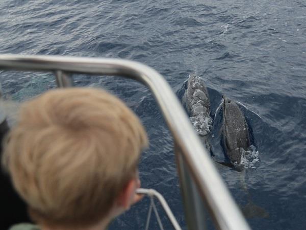 Family whale and dolphin holiday in the Azores