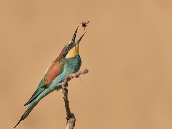 Private bird watching and photography tour, Romania