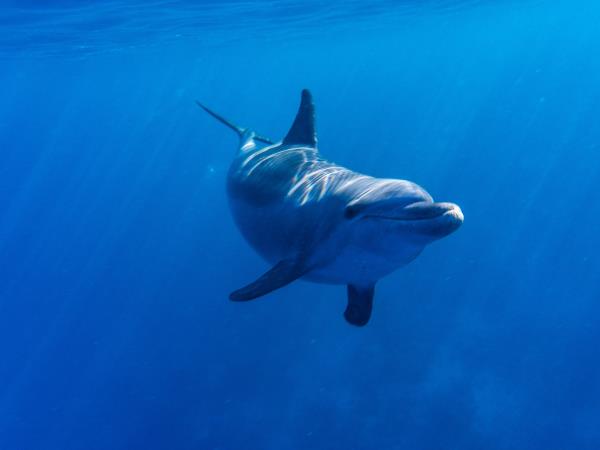 Red Sea liveaboard dive safari 