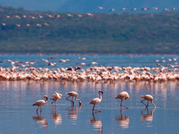 Kenya birding and wildlife holiday