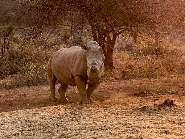 Rhino conservation project, South Africa