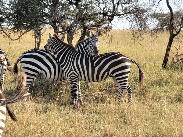 Serengeti wildlife safari, Tanzania migration