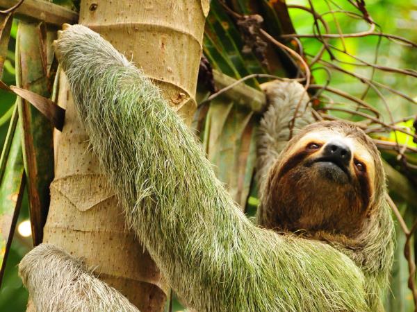 Costa Rica wildlife adventure holiday for families