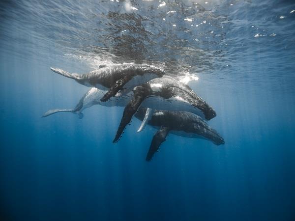 Rurutu humpback whale swimming holiday in the Pacific