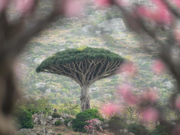 Socotra photography tour in Yemen