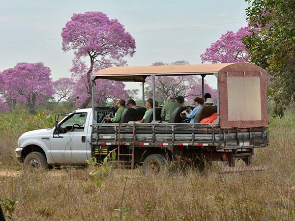 Jaguar tour in the Pantanal, Brazil