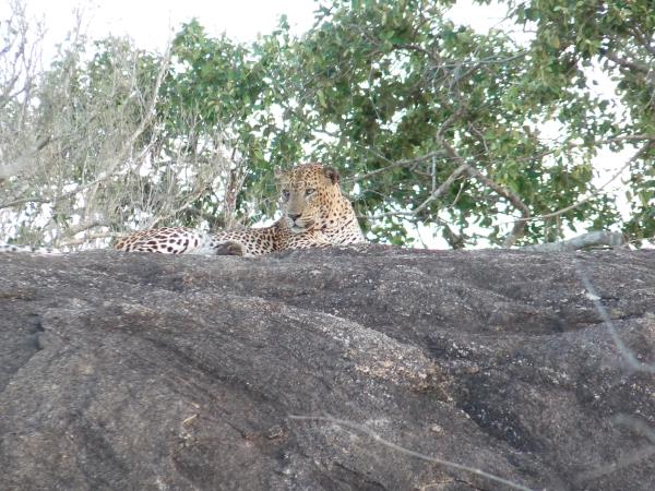 Sri Lanka summer family holiday