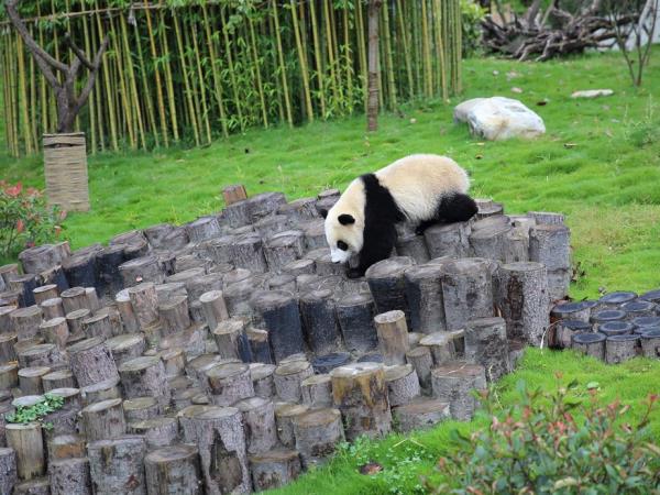 Pandas and Yangtze river family tour, China