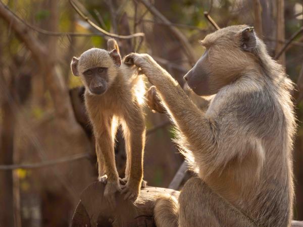Malawi wildlife sanctuary volunteering holiday