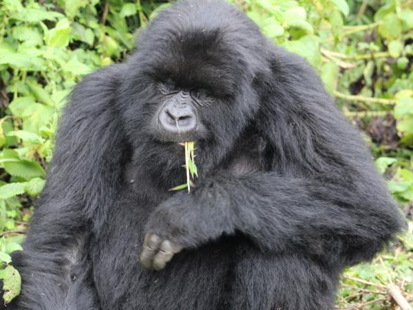 Best of Rwanda safari, 12 days