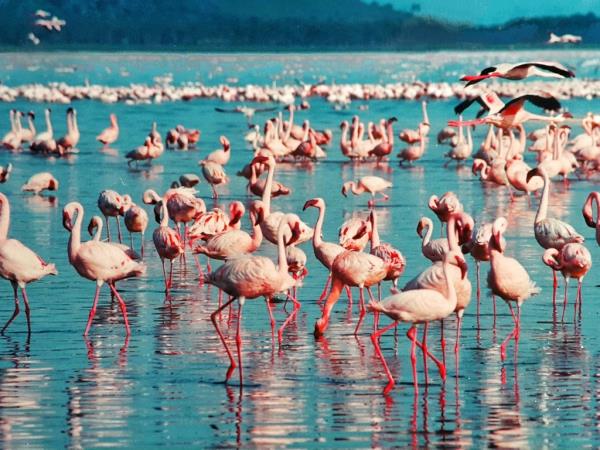 Kenya wildlife volunteering holiday
