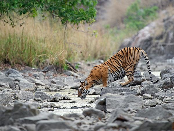 Golden Triangle with Ranthambore group tour