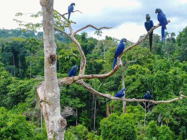 Rio and Amazon adventure holiday, Brazil