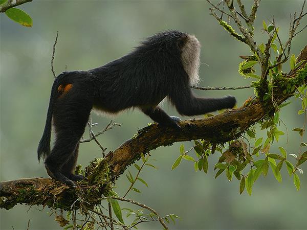 Western Ghats wildlife tour in India