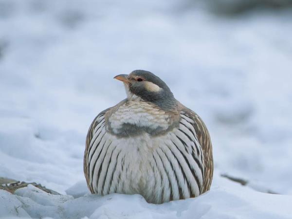 Ladakh bird watching tour, India