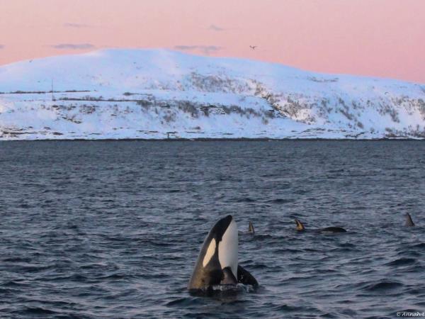 Swim with orcas in the Norwegian fjords