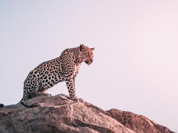 South Africa safari holiday, 9 days