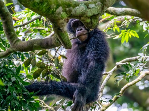 Gorilla and chimpanzee safari In Uganda