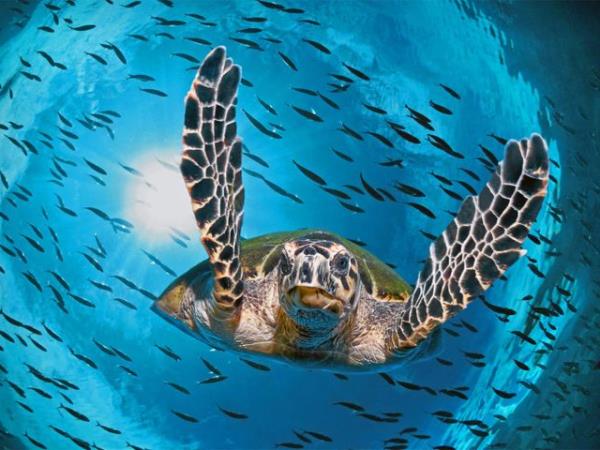 Sea turtle conservation, Belize