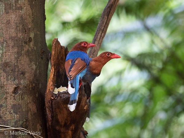 Western Ghats and Sri Lanka bird watching Holidays