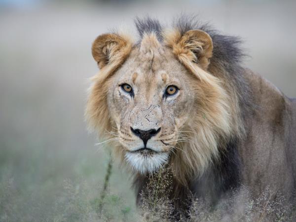 Trans Kalahari camping safari, Botswana