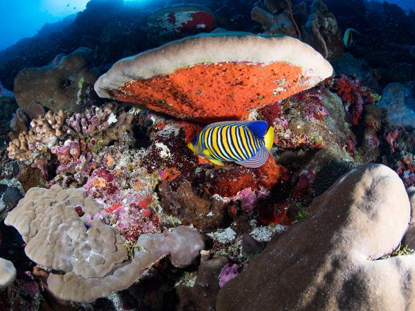 Maldives scuba diving holiday