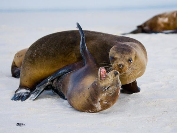 Galapagos active wildlife holiday