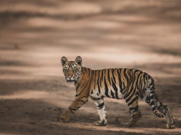 Tigers of India photography tour 