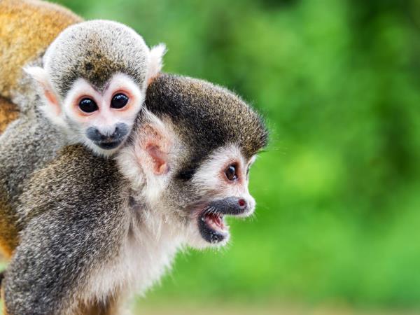 Colombia wildlife & nature holiday