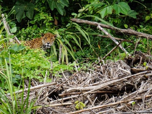 Bolivia Amazon tour