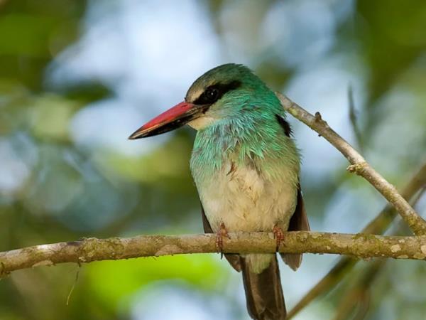 Ethiopia bird watching holiday