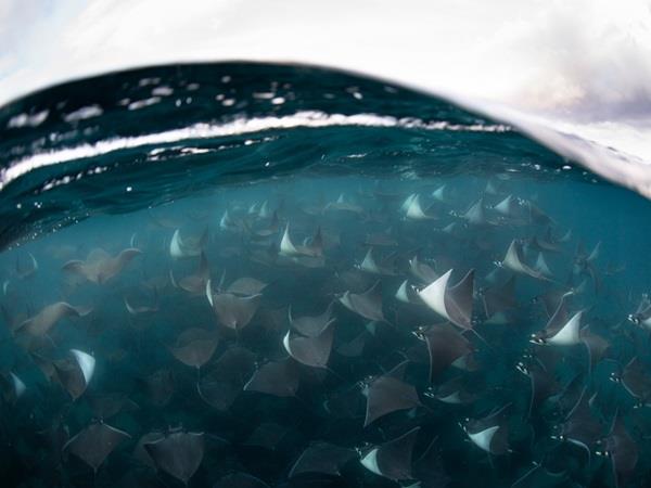 Baja wildlife holiday in Mexico
