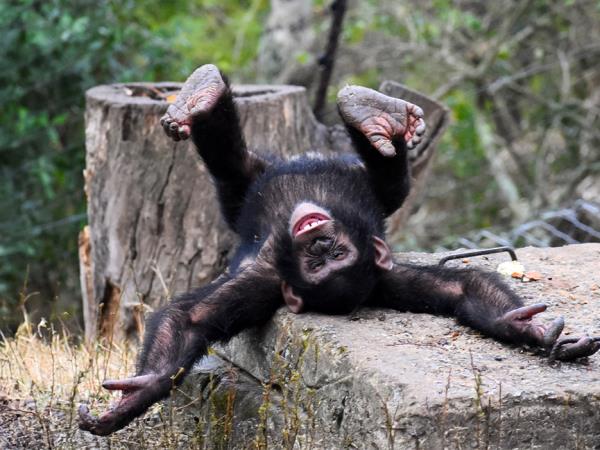 Volunteer with chimpanzees, South Africa