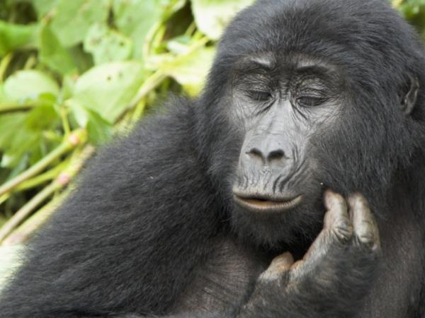 Kenya, Uganda and Rwanda 2 week tour