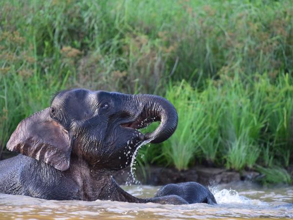 Borneo river and jungle wildlife adventure