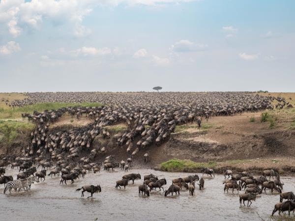 Maasai Mara wildlife photography holiday