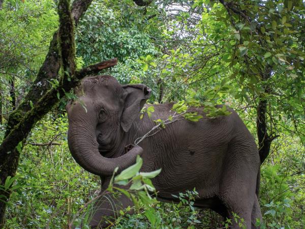 Ethical elephant holiday in Thailand with beach