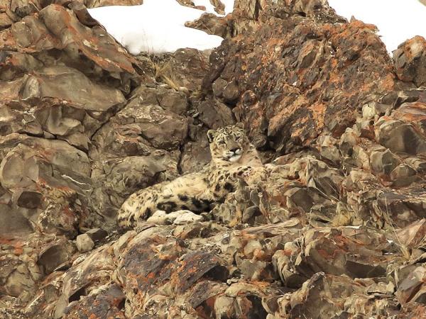 Ladakh snow leopard tailor made holiday