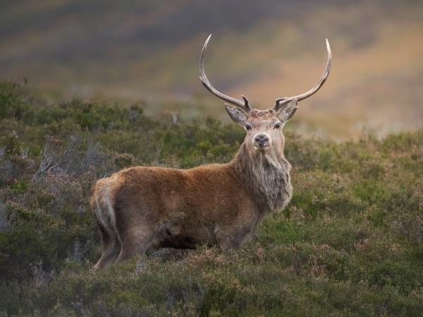 Scotland wildlife photography holiday
