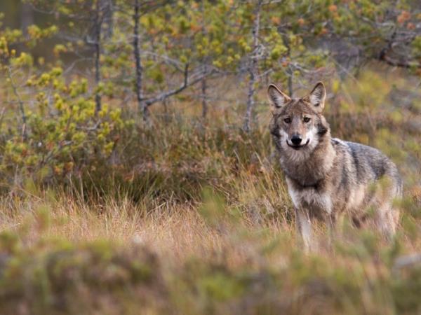Wolf tracking in Sweden holiday