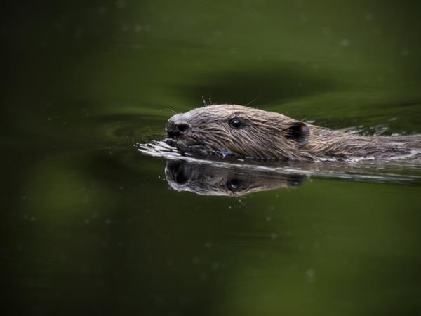 Wolves, moose and beaver holiday, tailor made