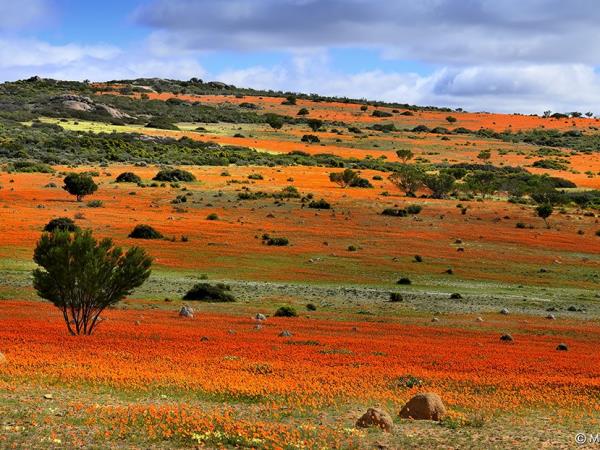 South Africa botanical holiday